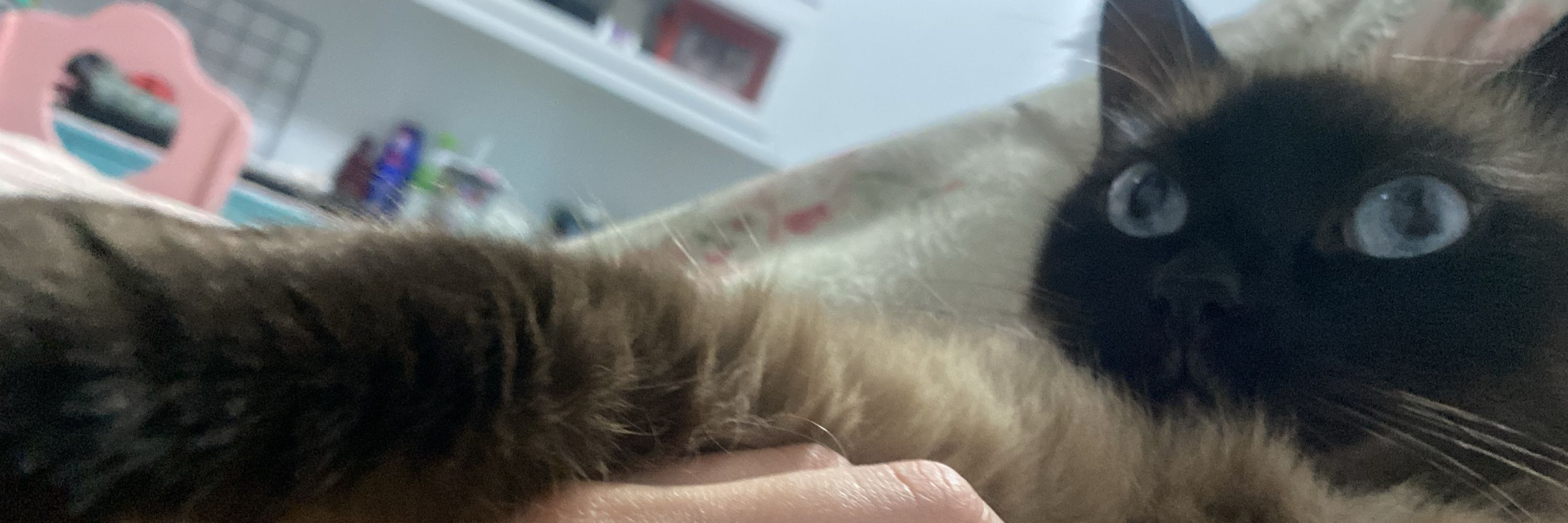 bel