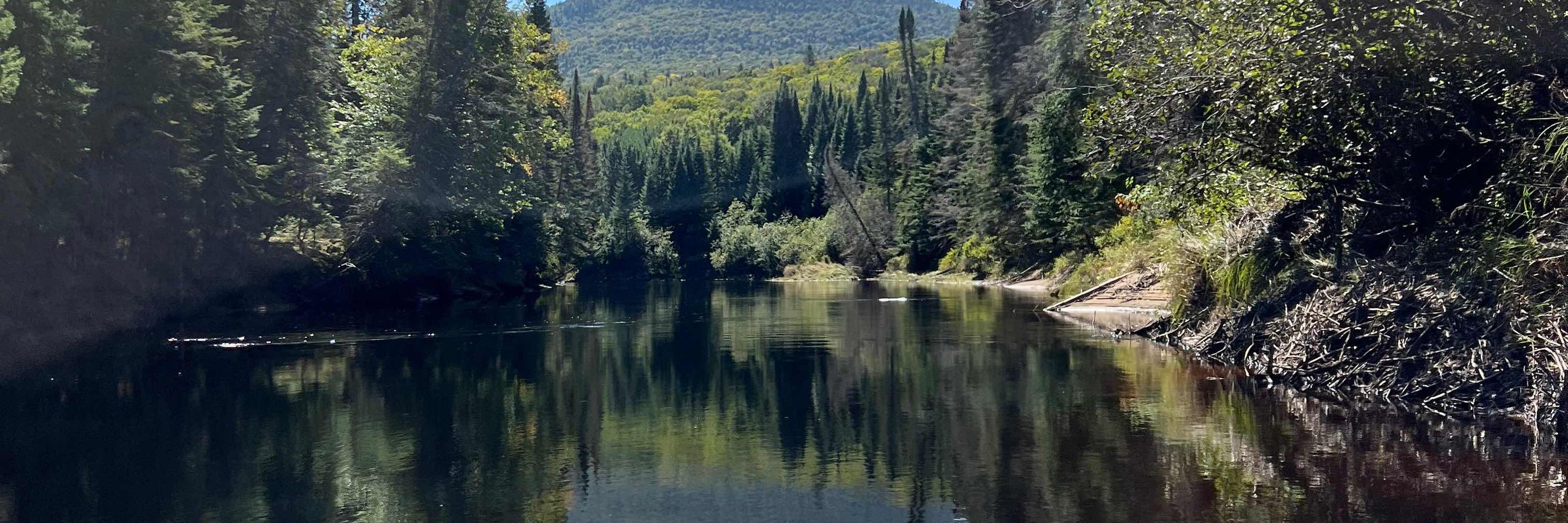 Loves Trees 🇨🇦
