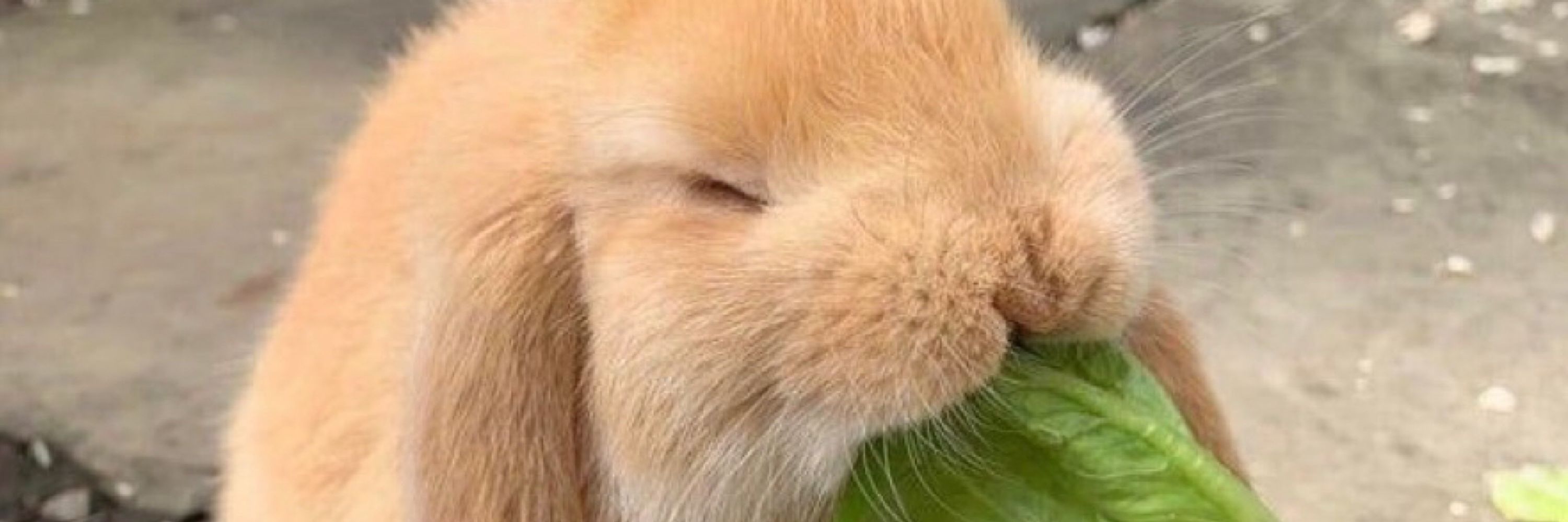 ホットドック大戦犯