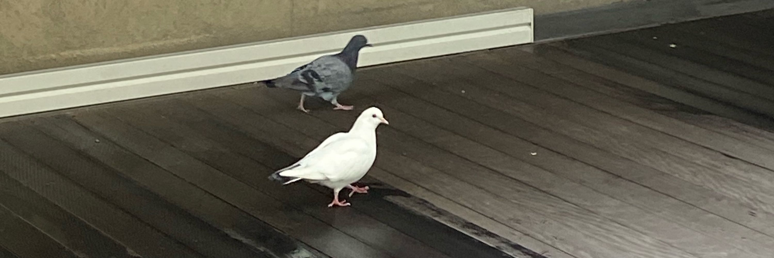 半分モンキー