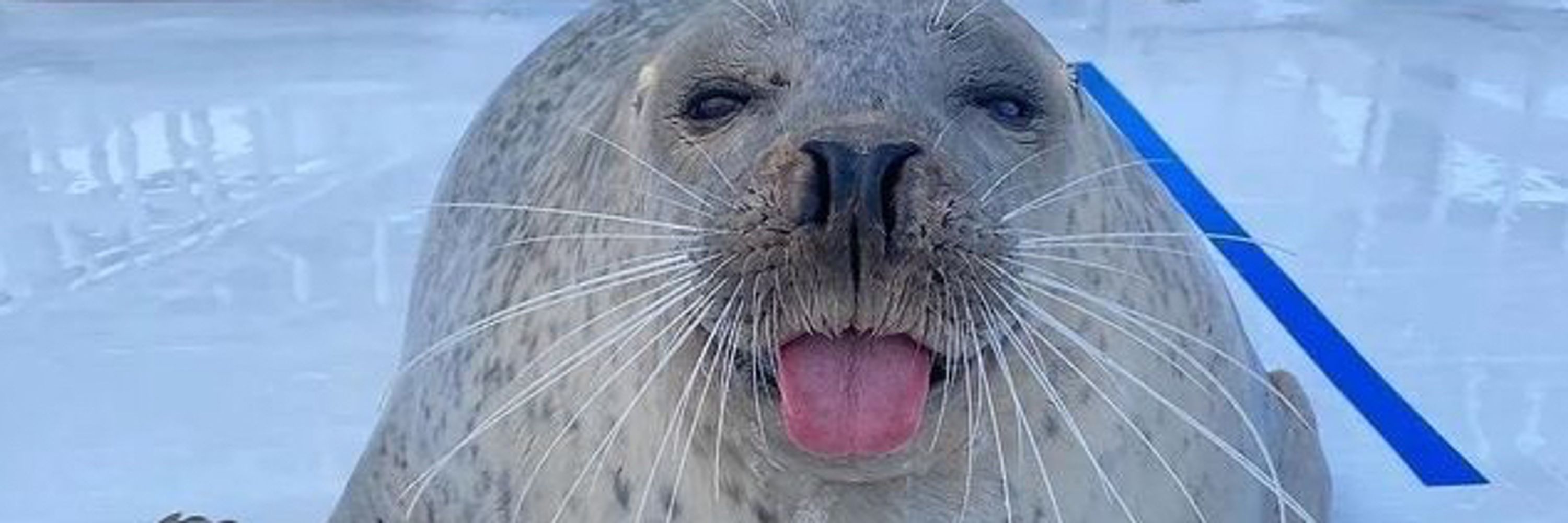chow.mcseal