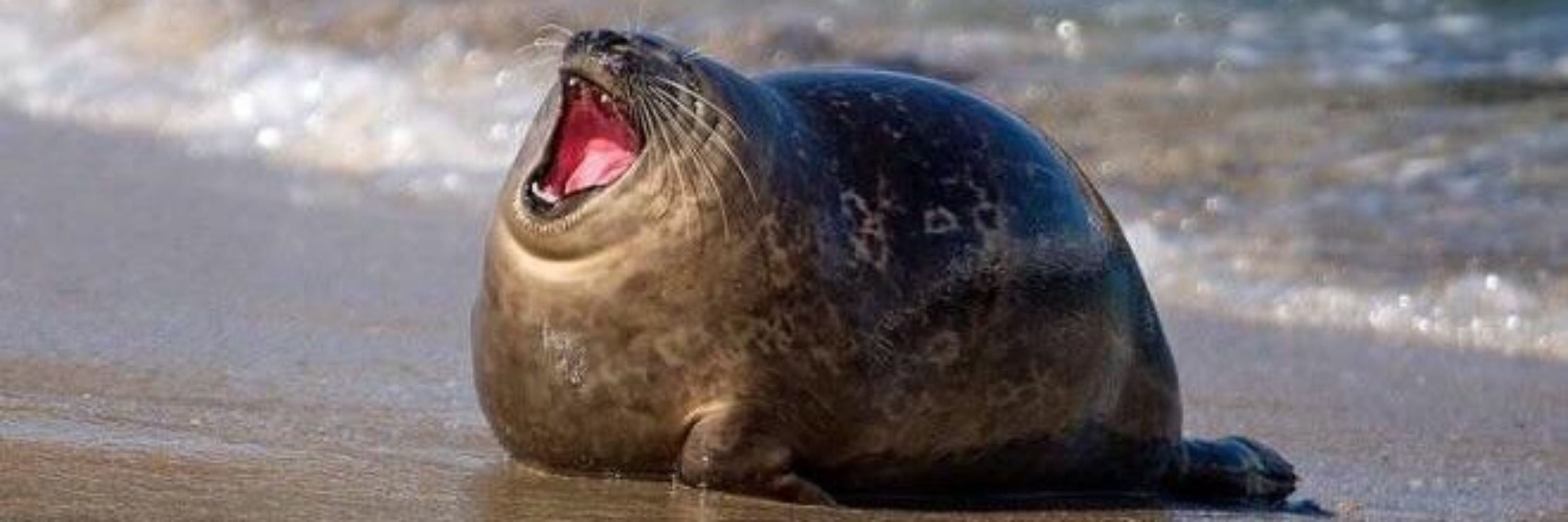 Soonie the Seal