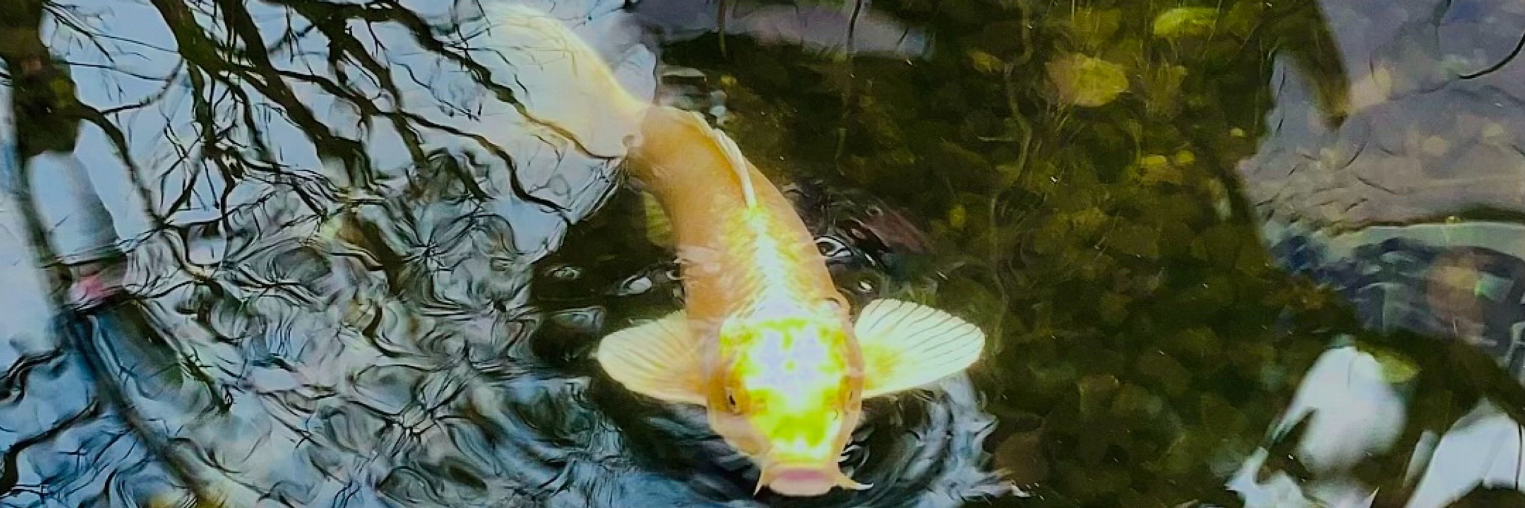 りりー