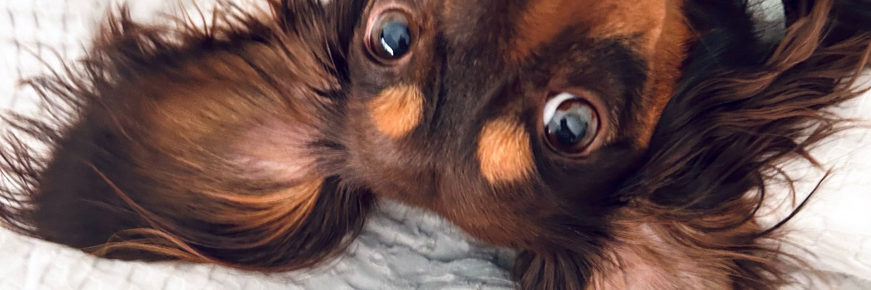 Dachshund Diaries