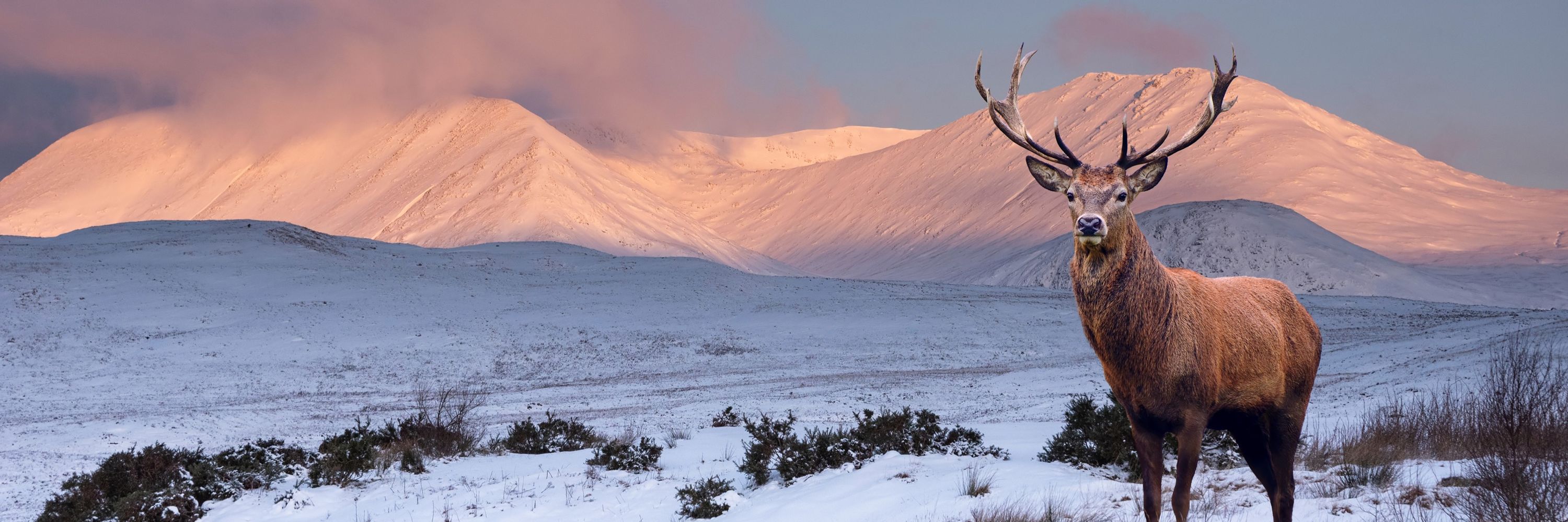 Environmental Standards Scotland (ESS)