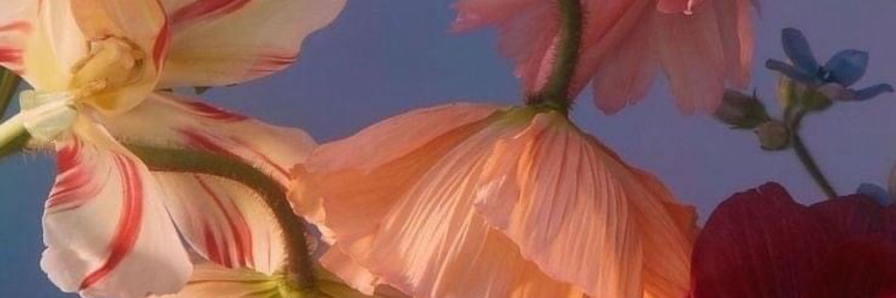 Edie Heppler