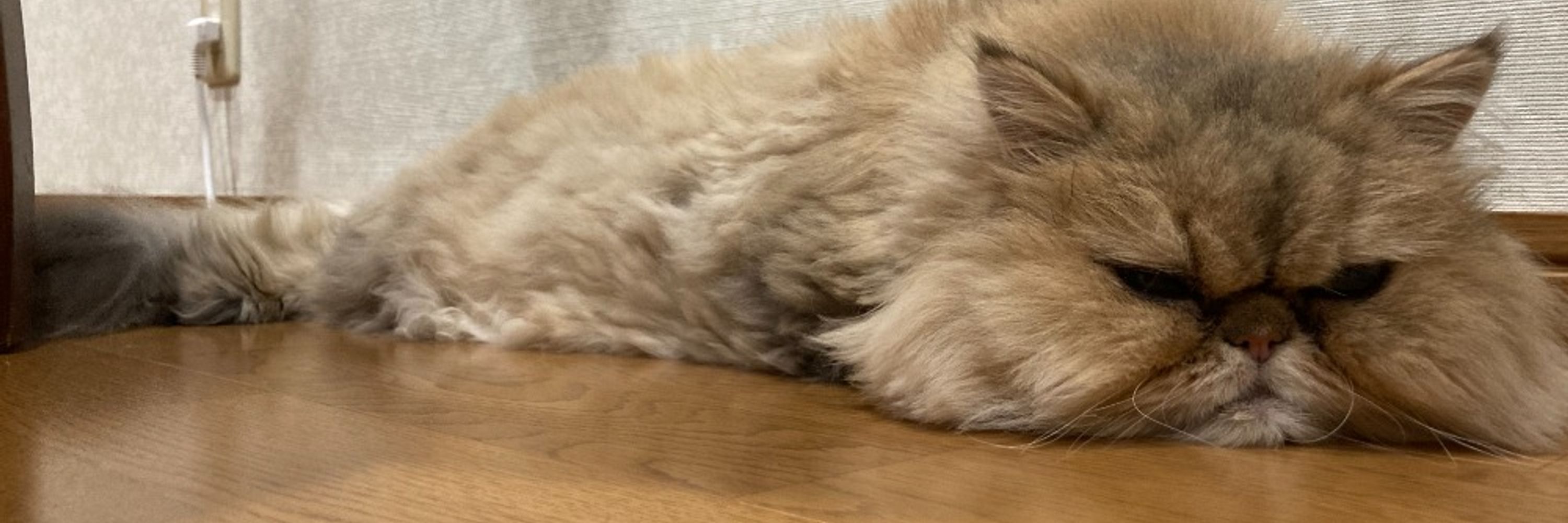 けんぴ