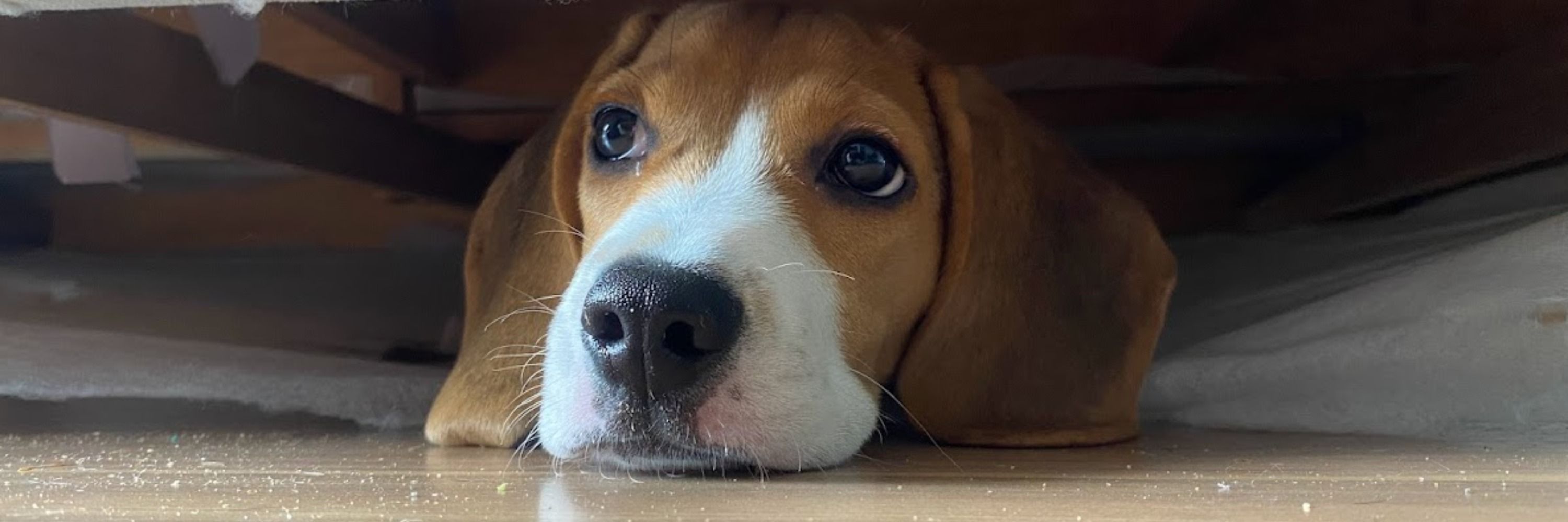 billy the beagle