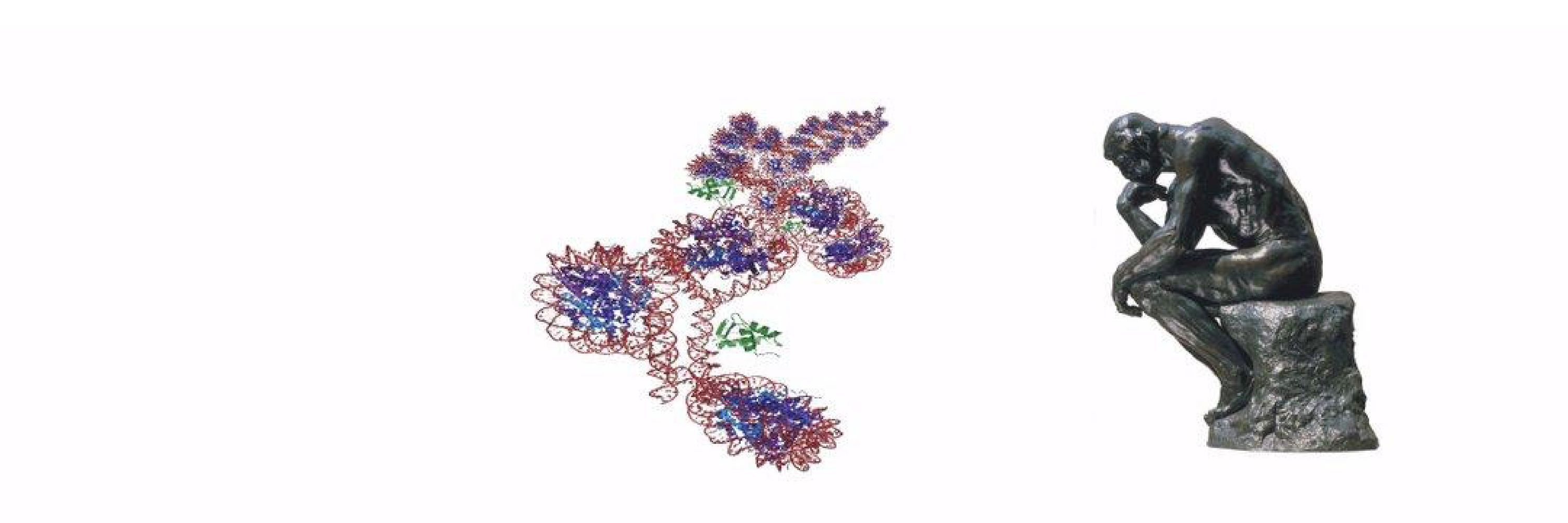 Chromatin Haiku