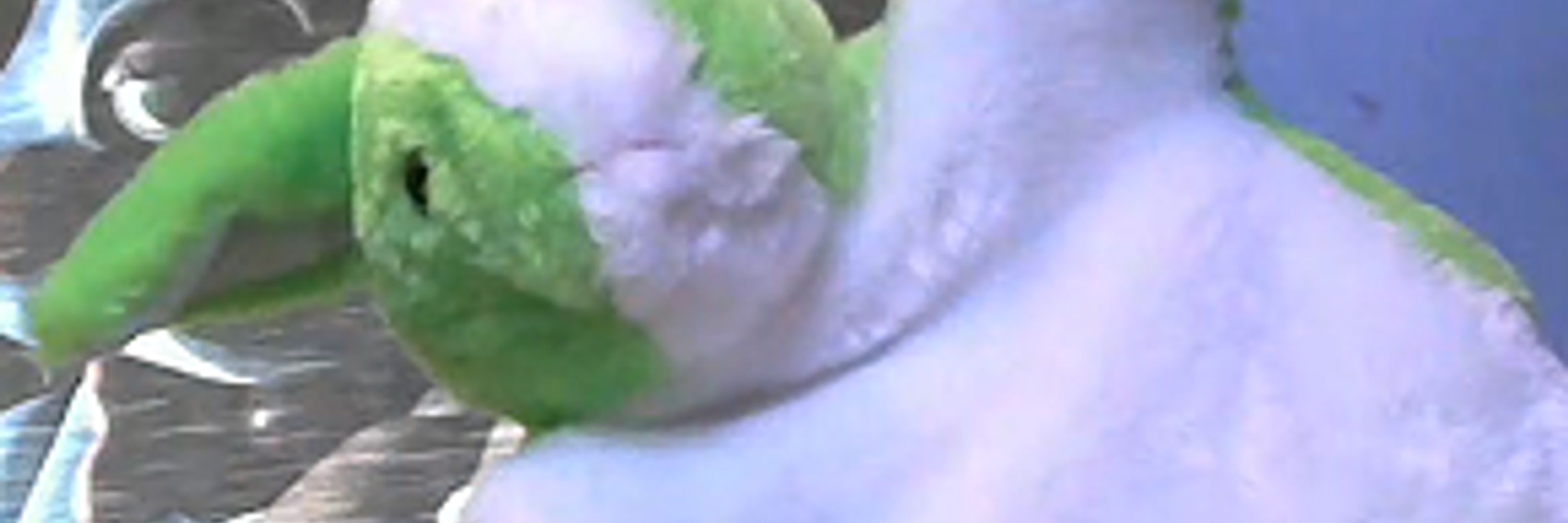 greenbunny