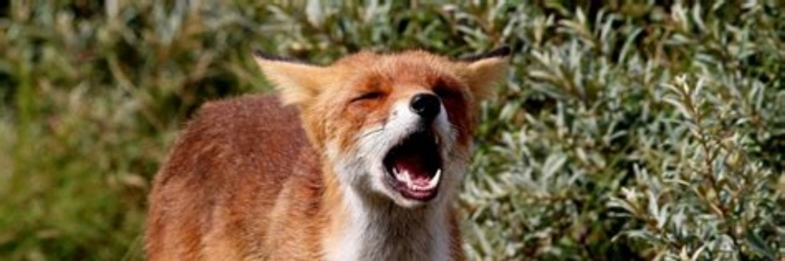 RyanFolf