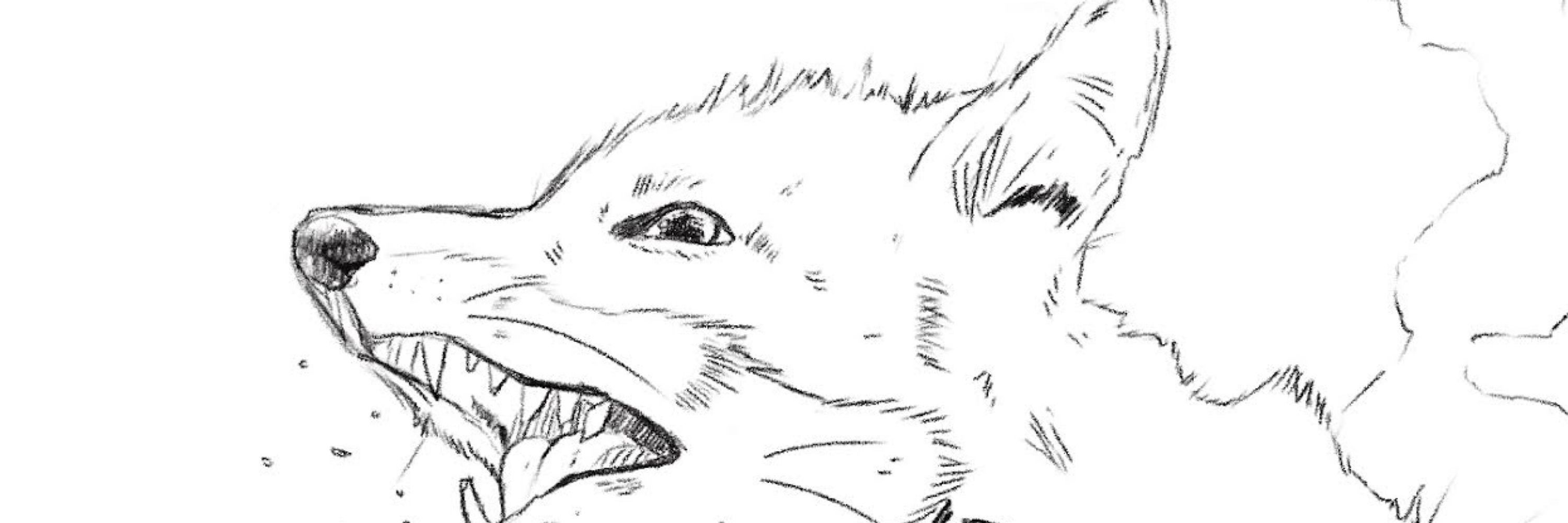 Mapache 💀🦝