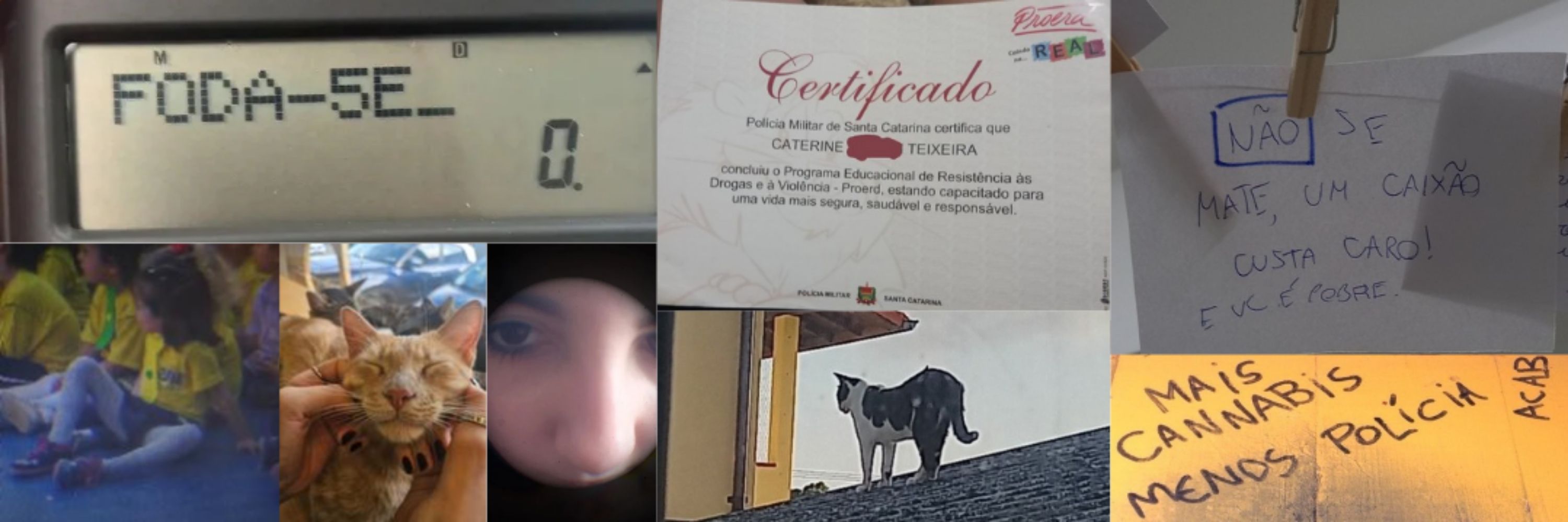 cat