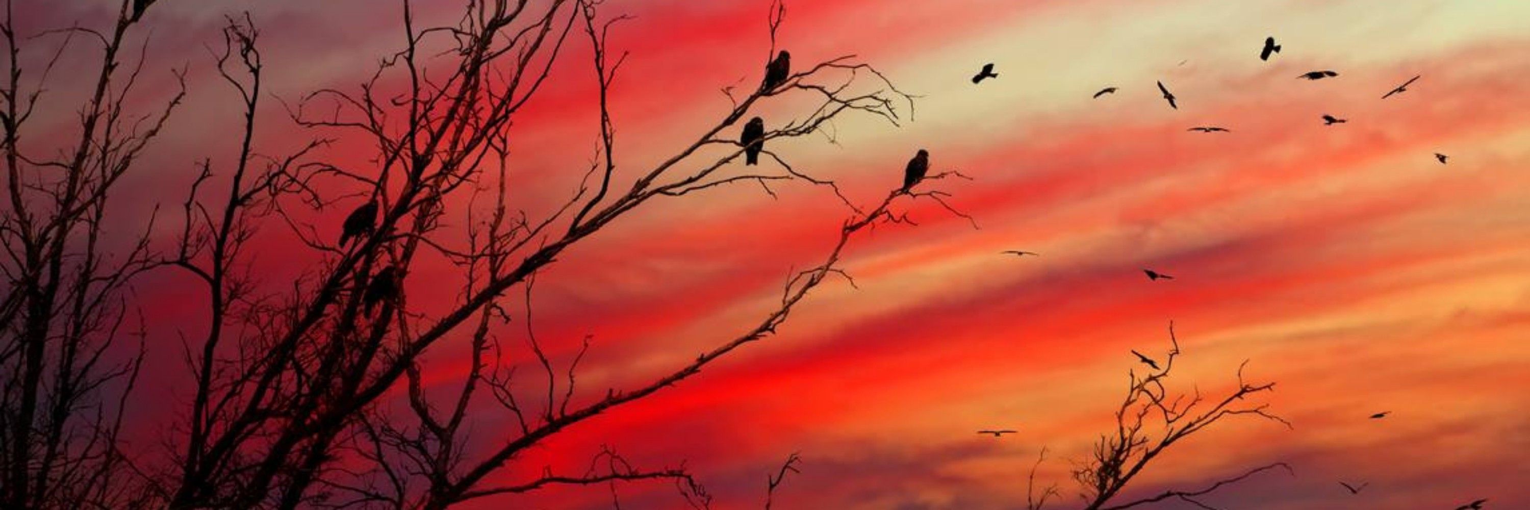 Lucid Crow