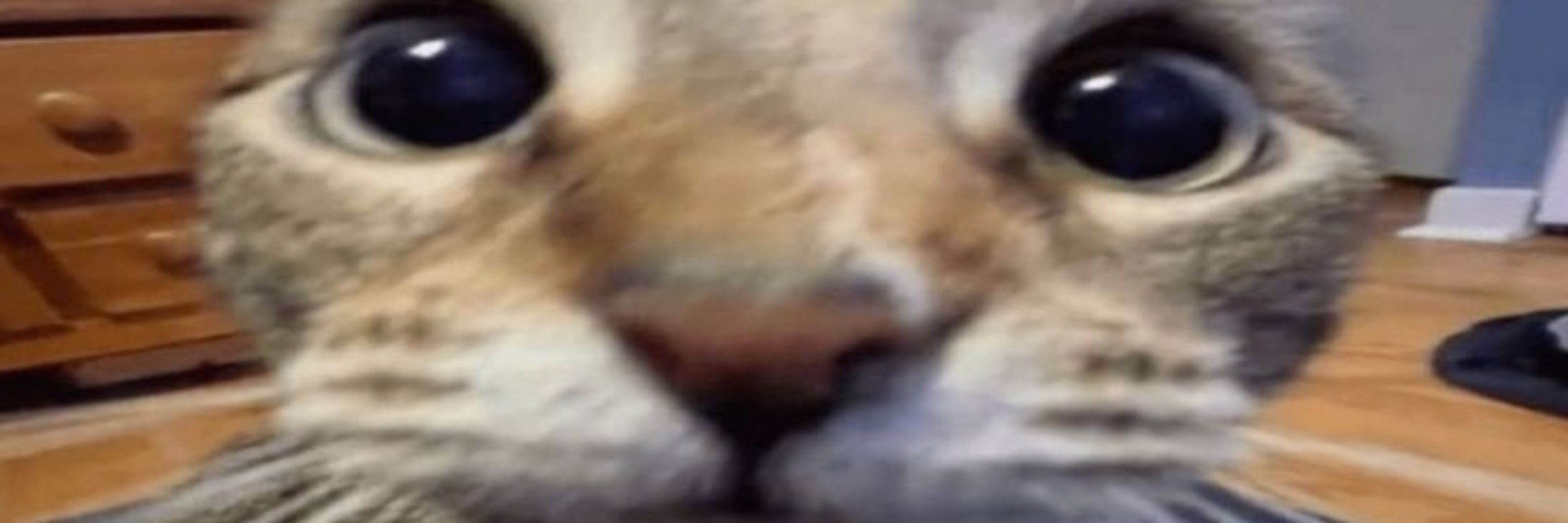 meowisa