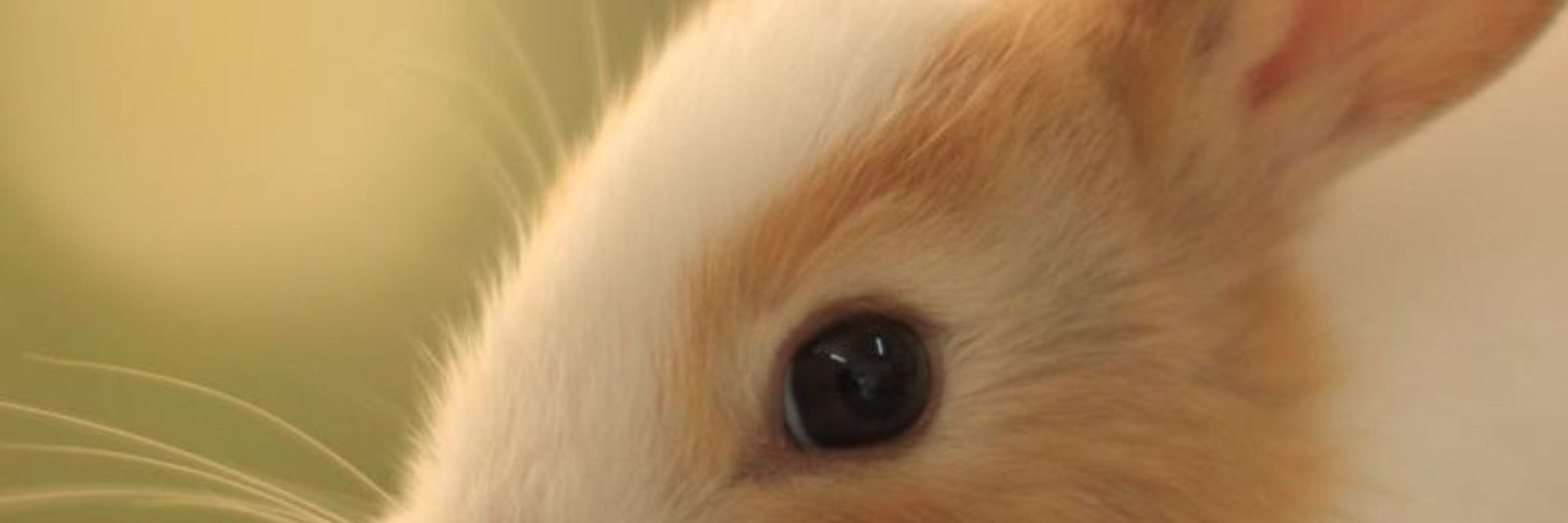 Ratrabbitfox