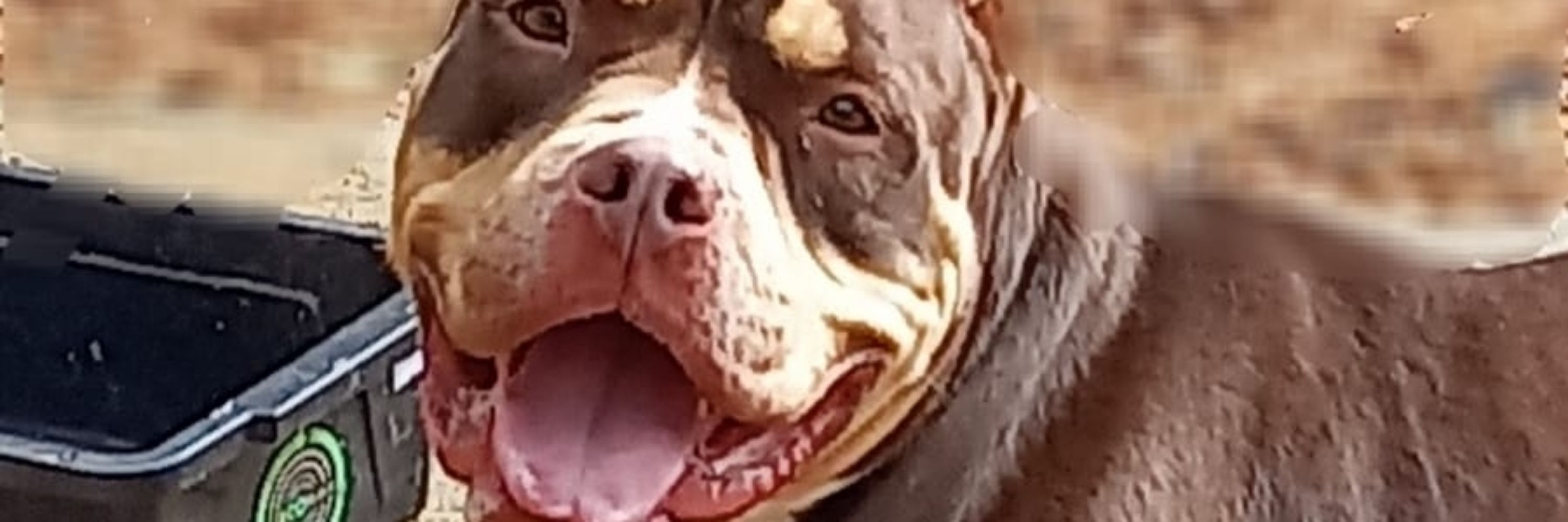 Sasa