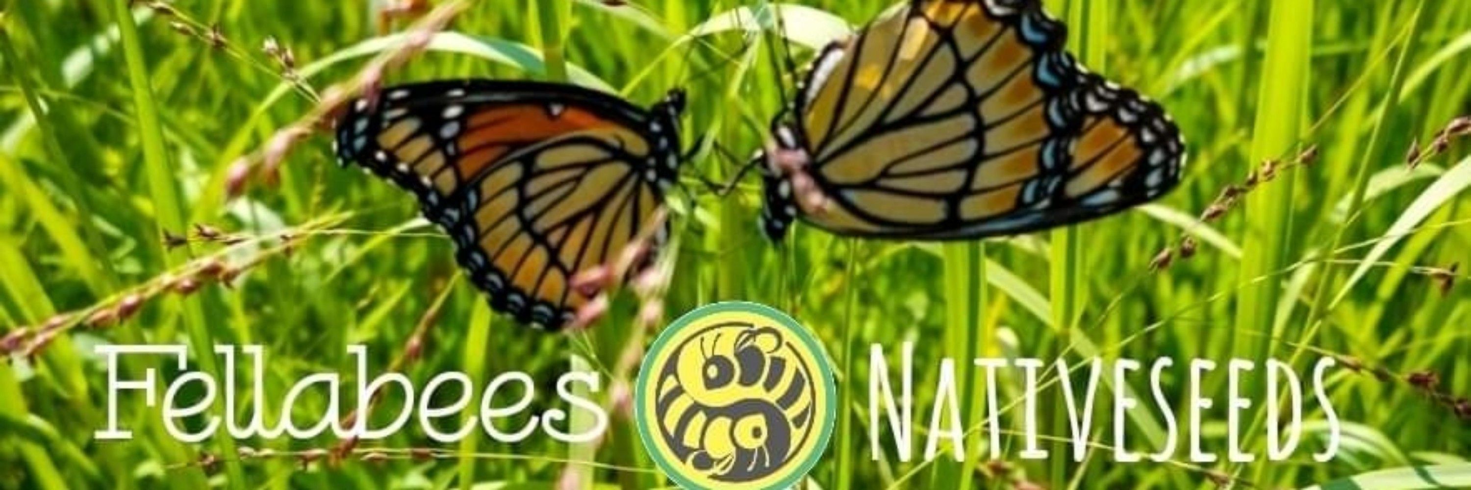 Fellabees Nativeseeds 