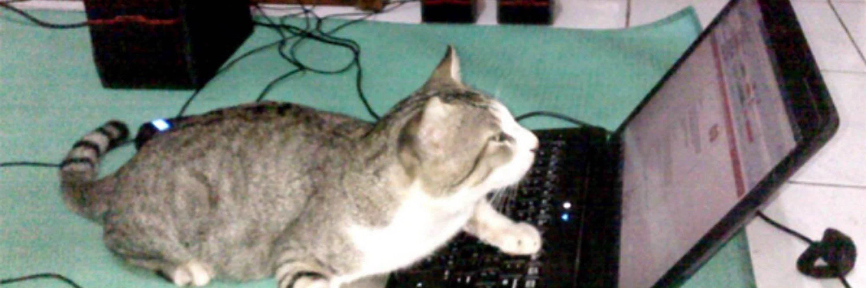 HackerKitty1