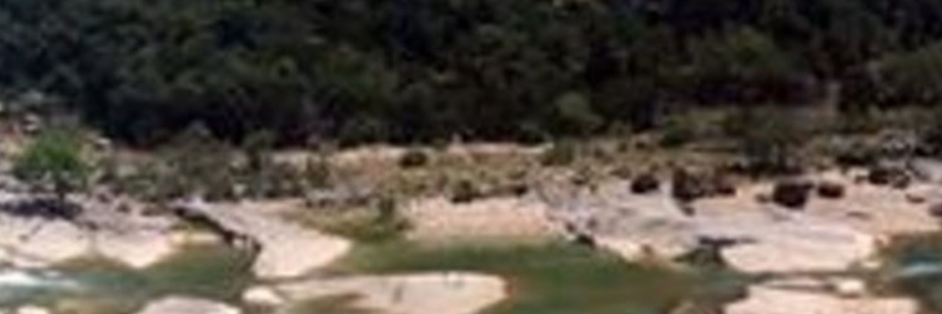 El pulpo pacifico
