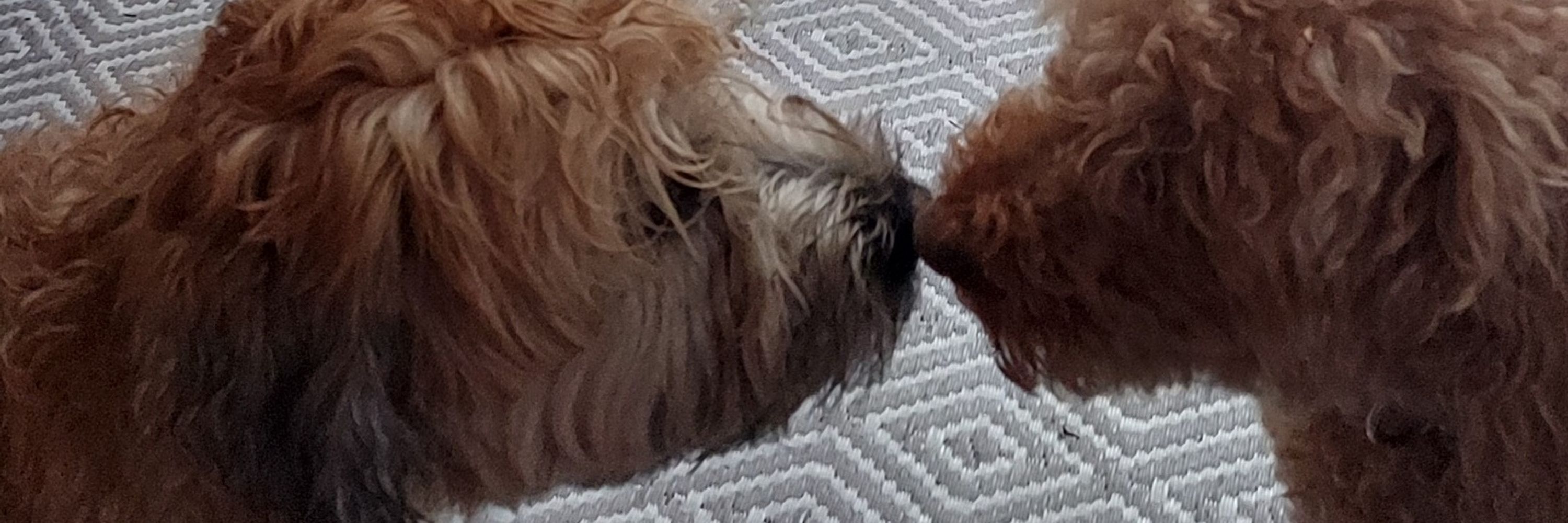 Wallace and Willow