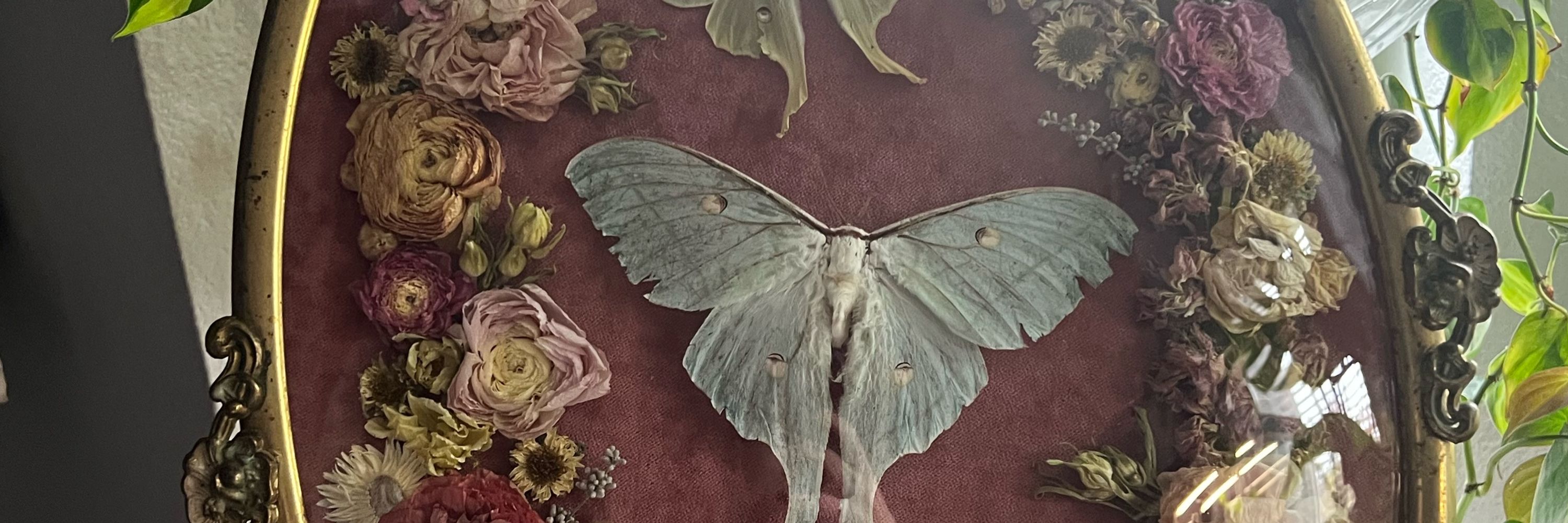 Wildflower Oddities