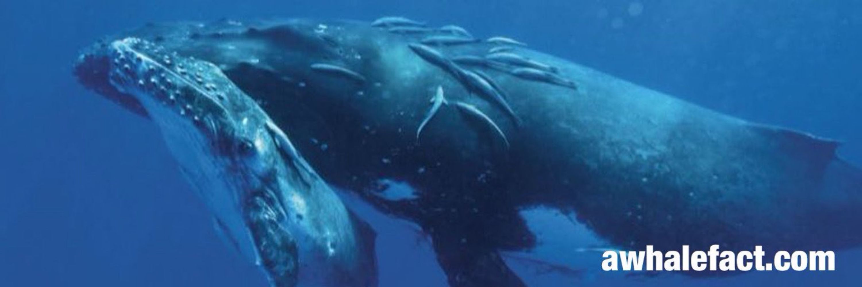 whalefact