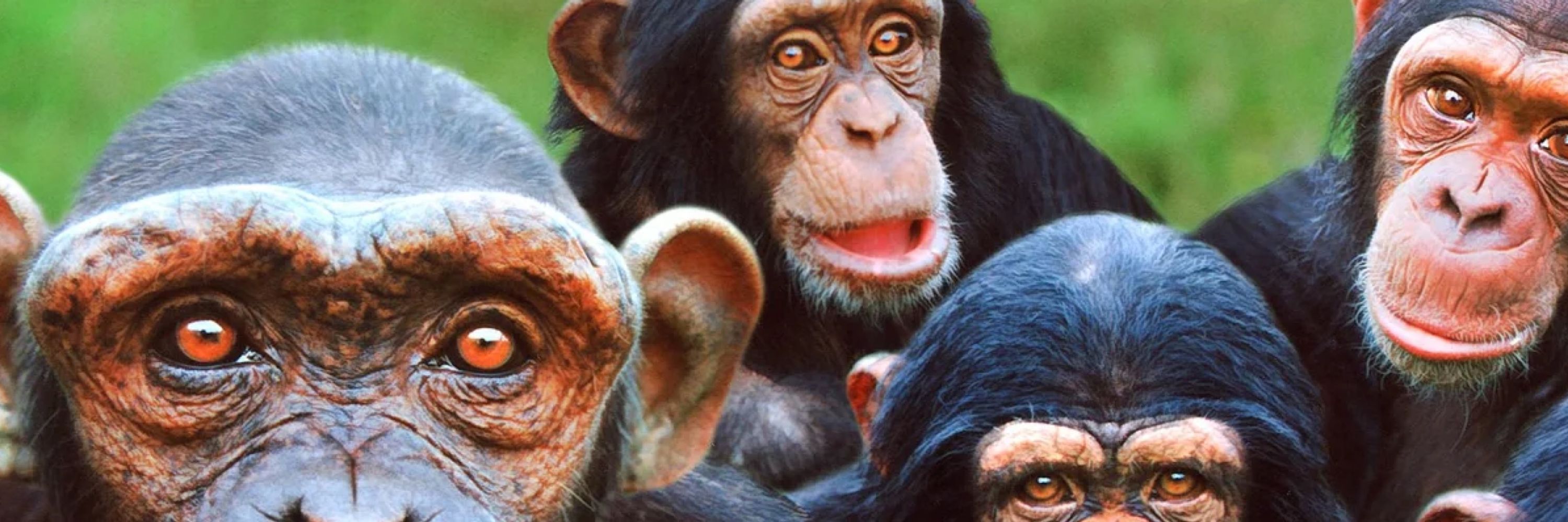 Gigmonkeys