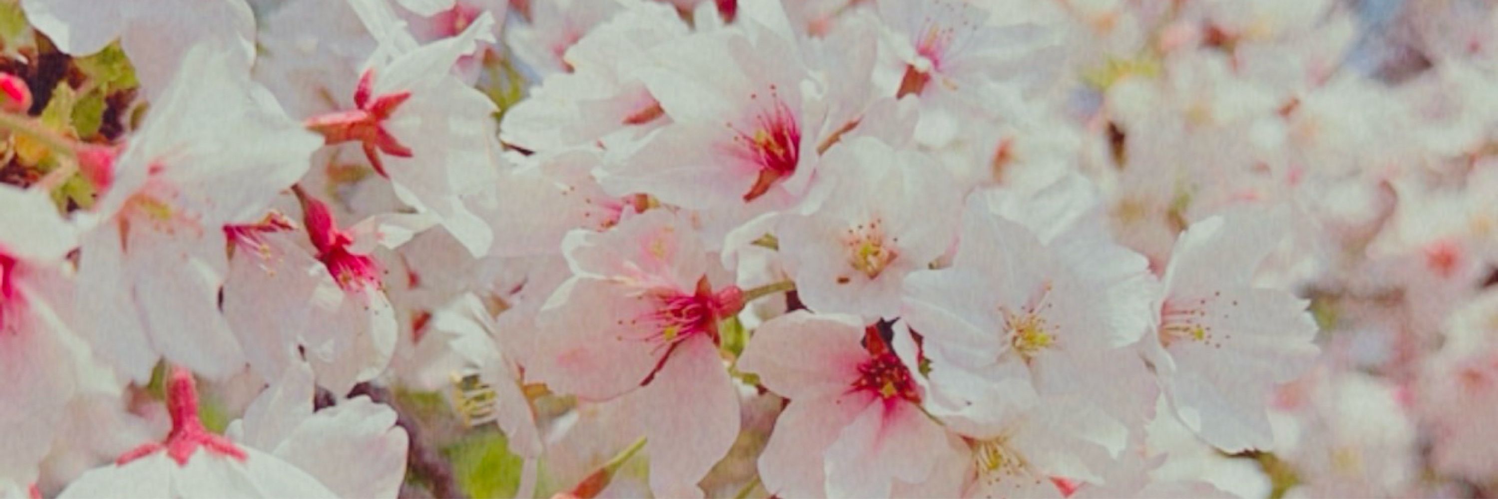 🌸Akemi🌸