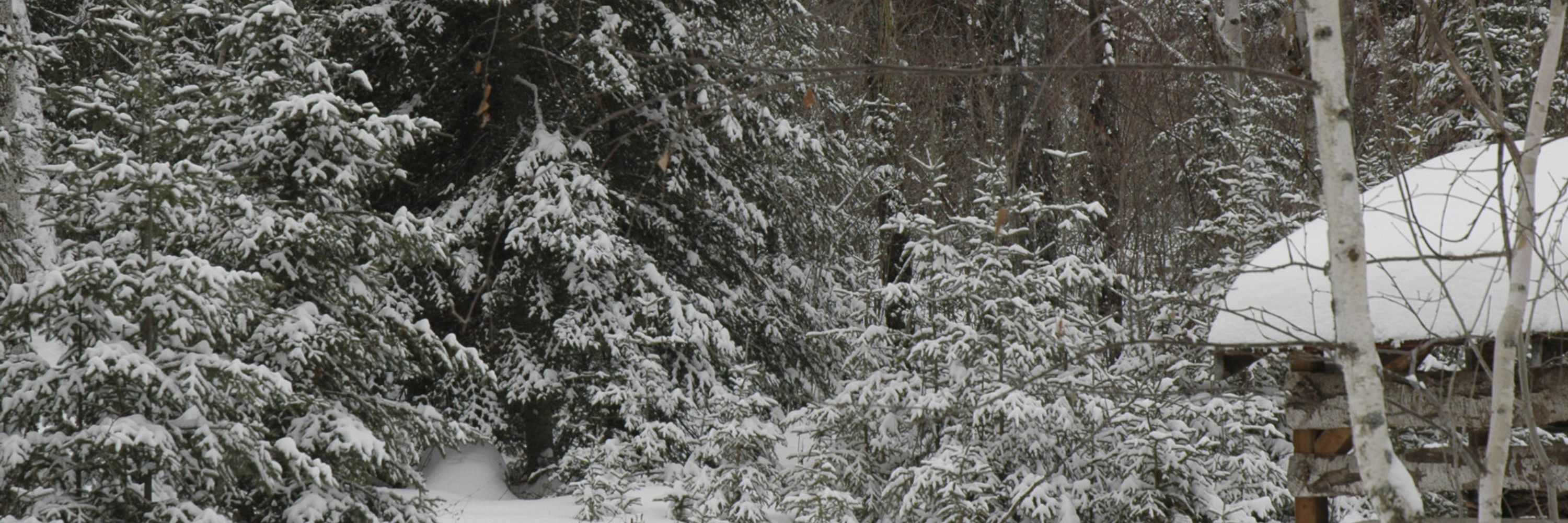 Sylver Snowlynx
