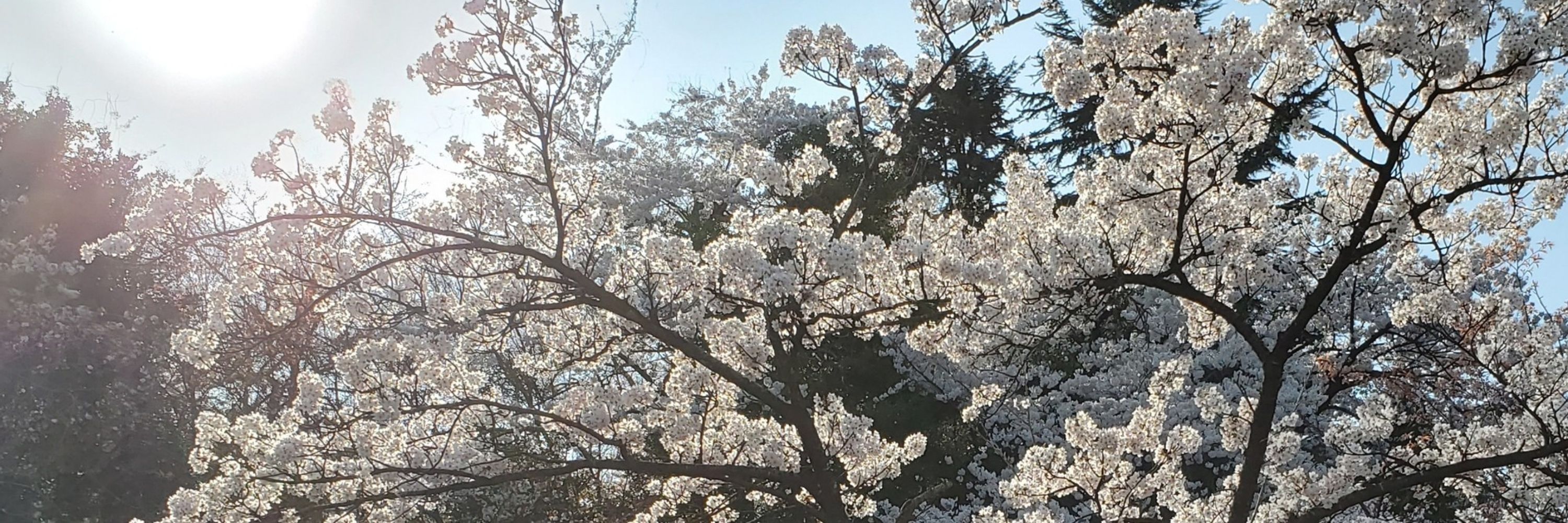 かぁぴぃ