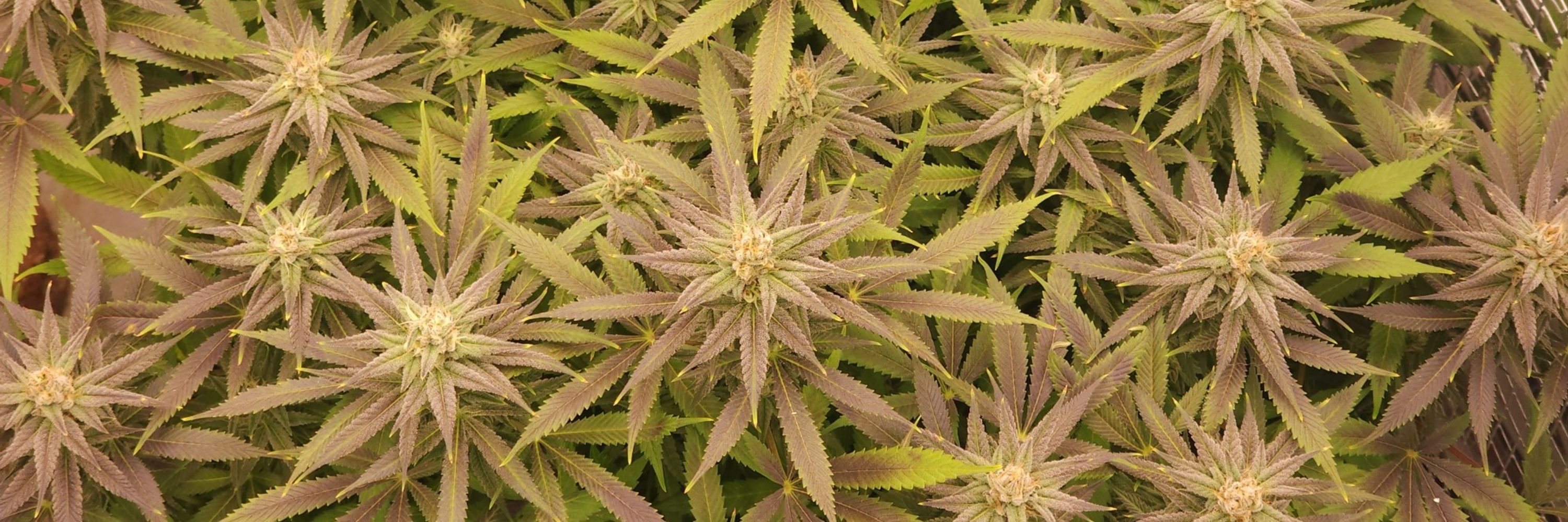 Grimm 0 Reefer