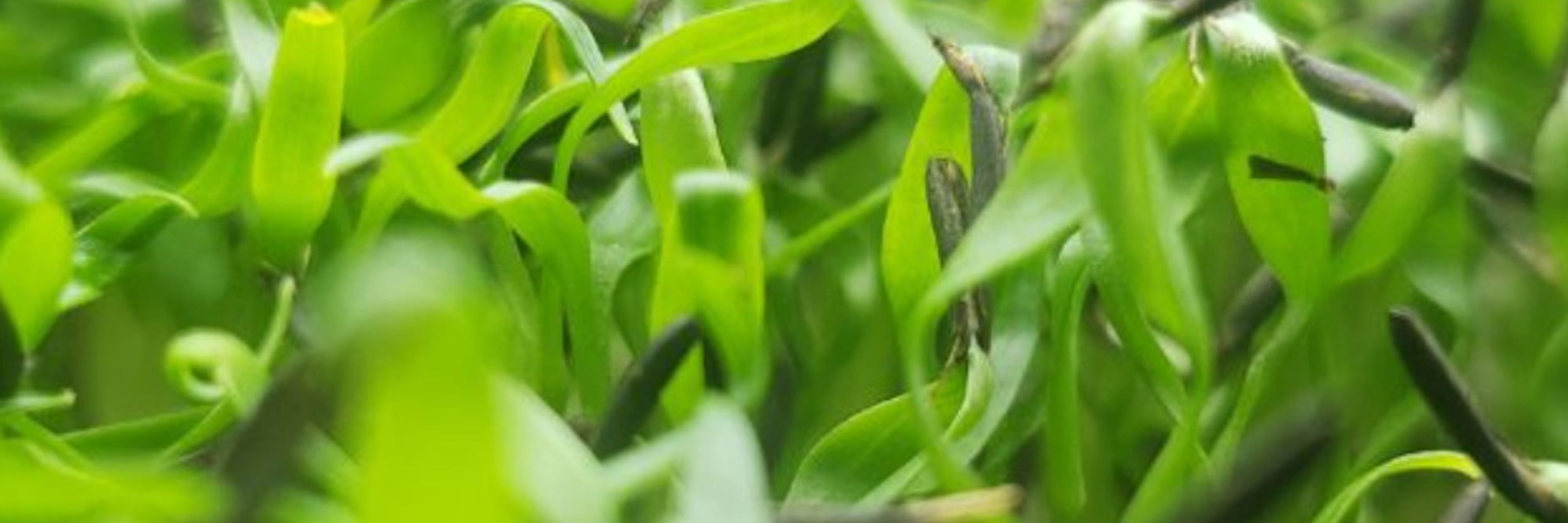 GardenArd