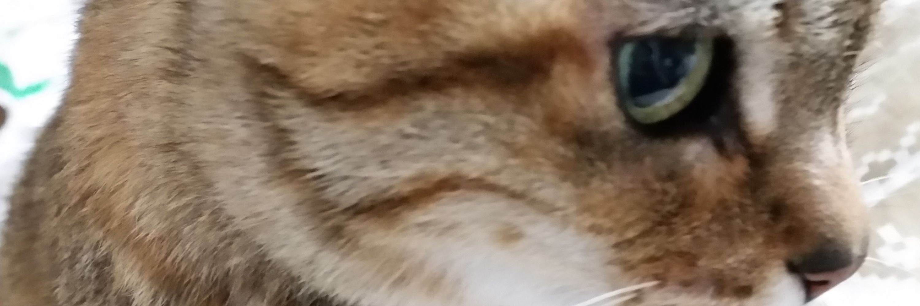 しんがん