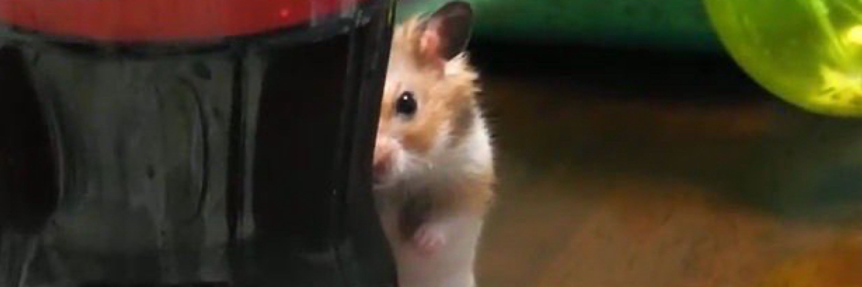 もなーか