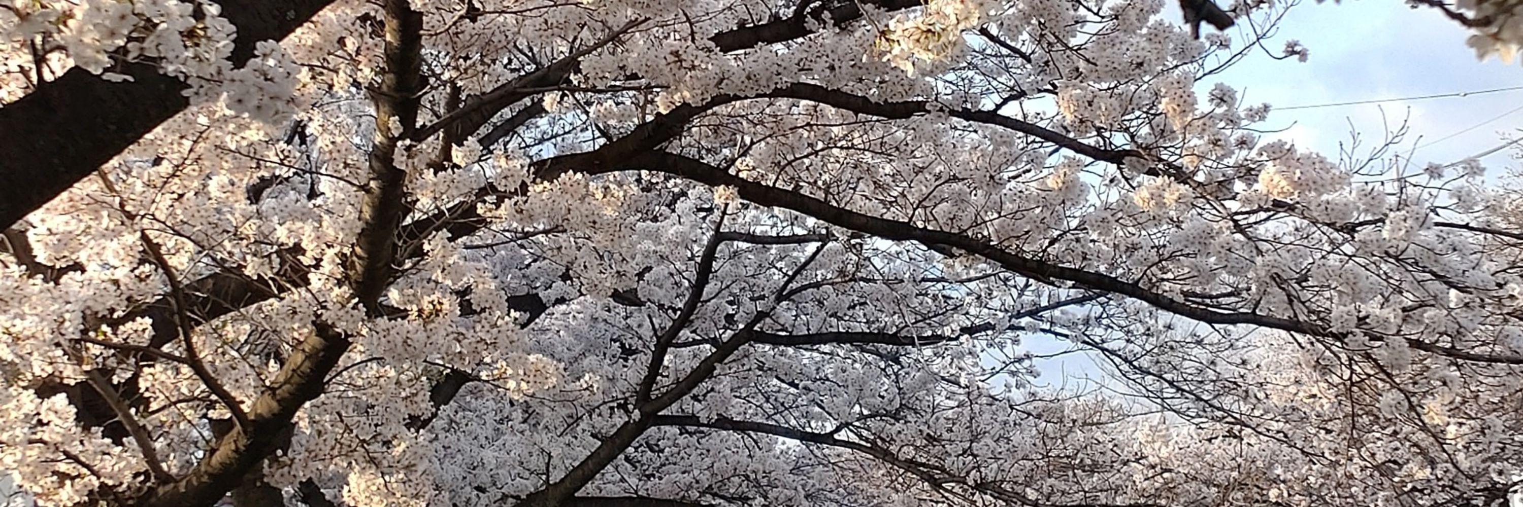 くろは