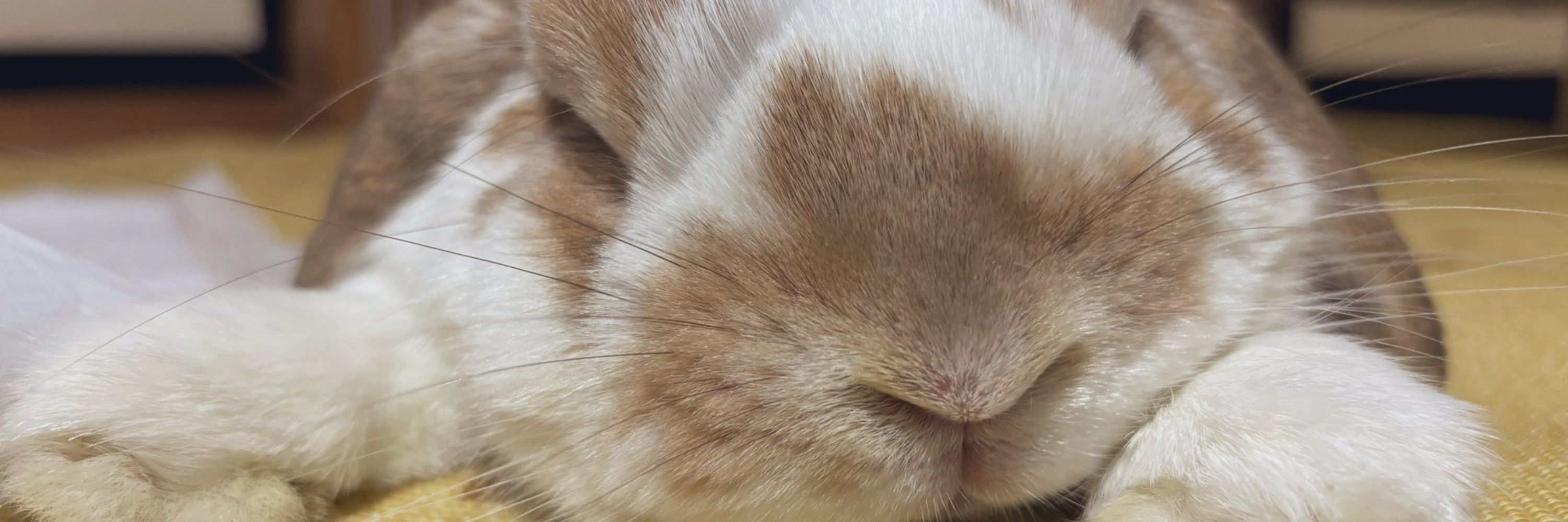 🐇 Keiko Dergbun 🔞 🐉