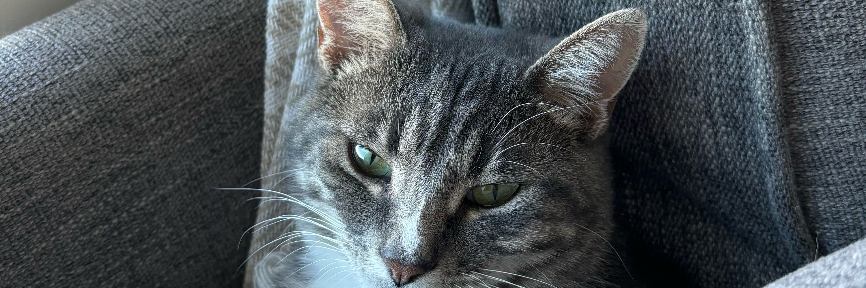 Colby