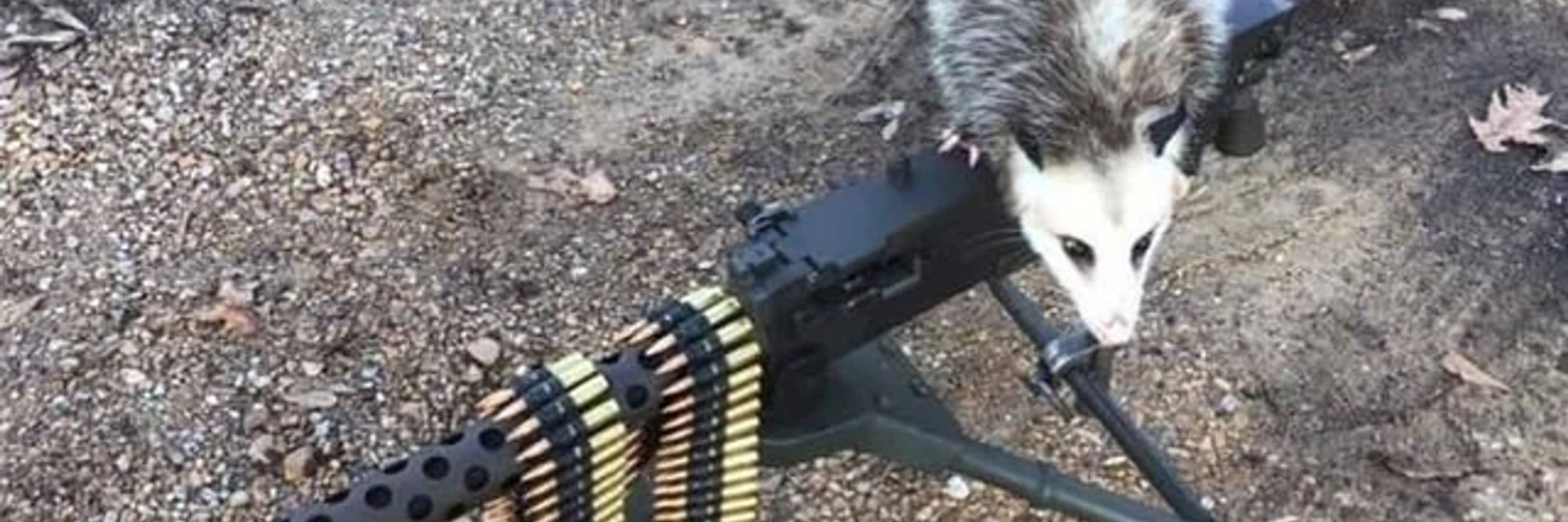 Possum Hairstylist