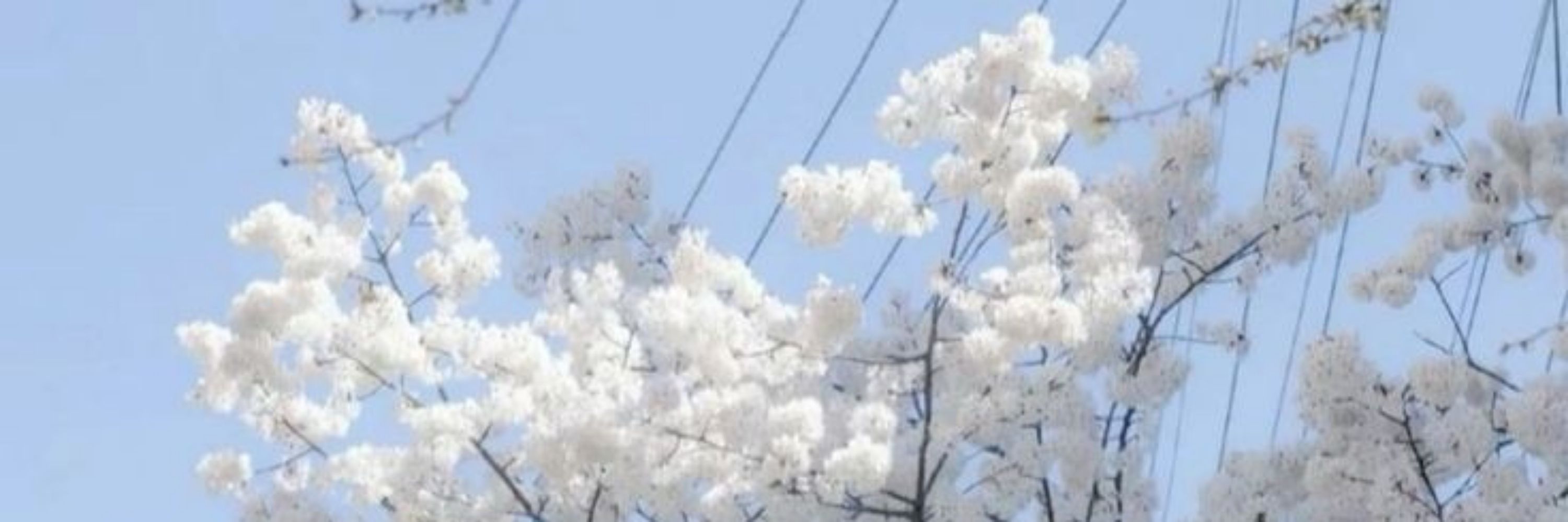 一ling