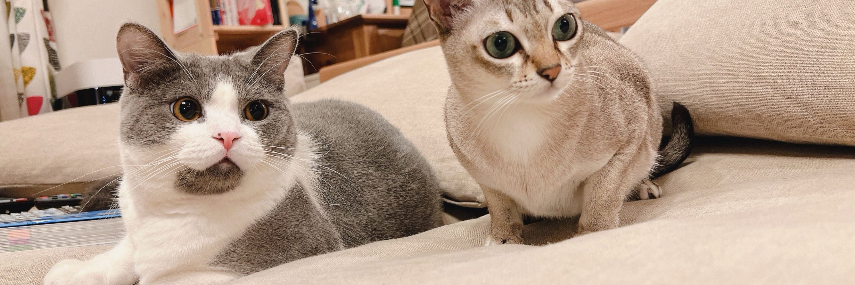 わたこ