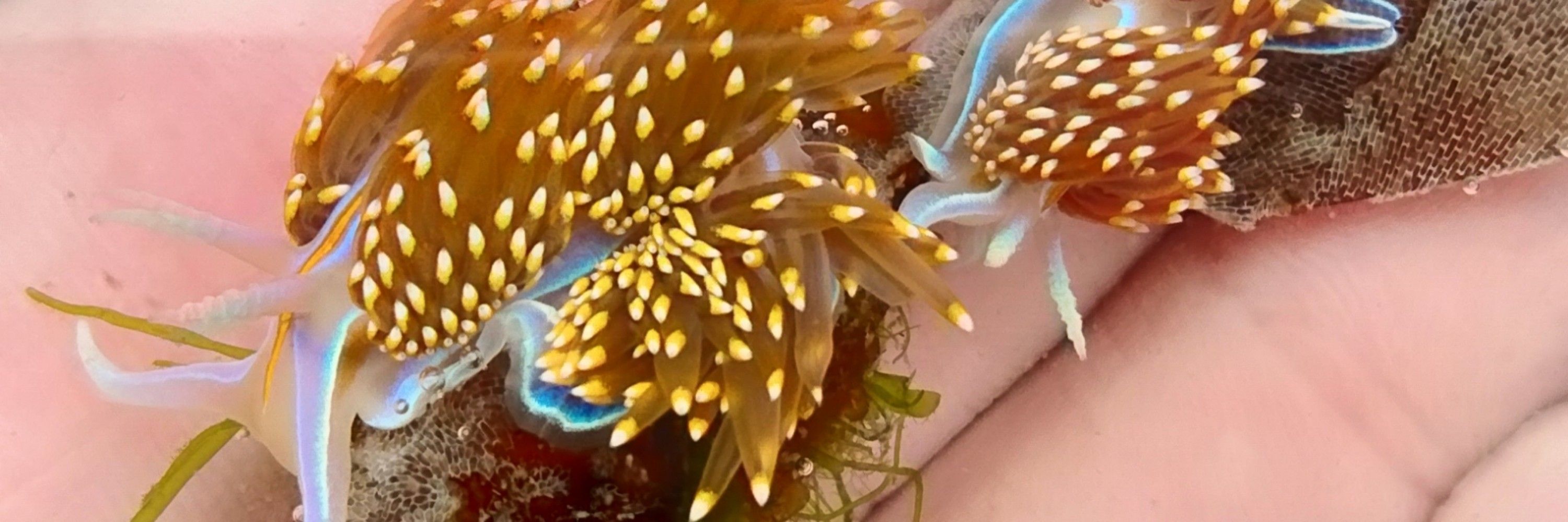 Nudibranch Nerd