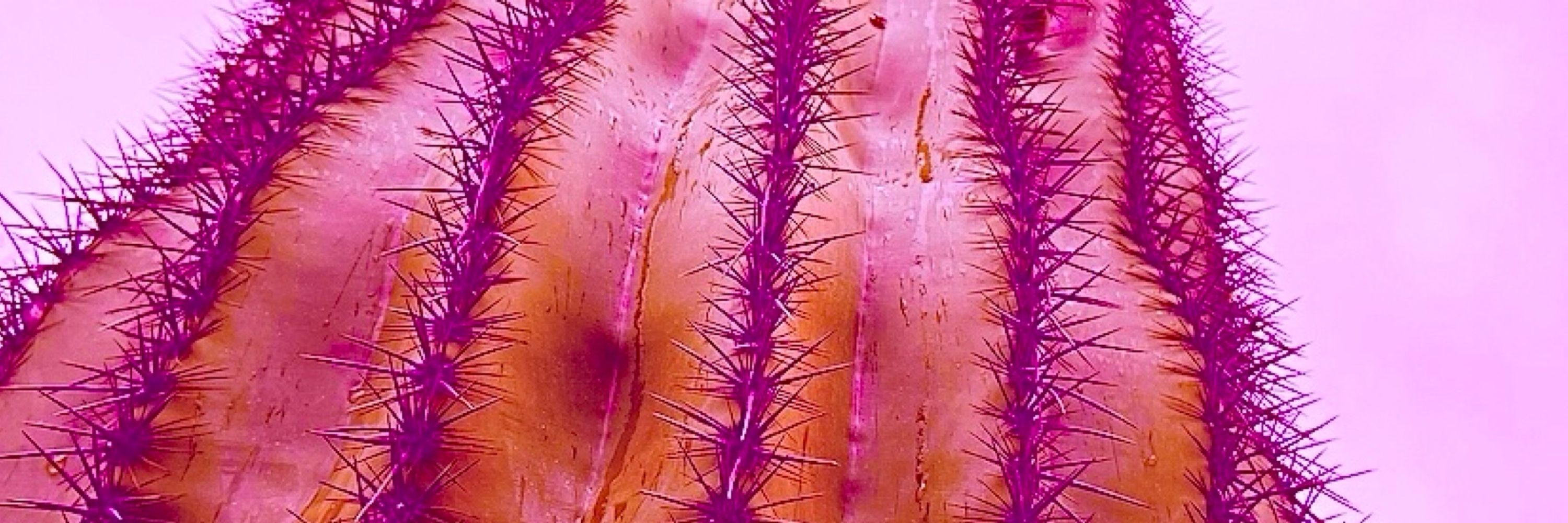 PinkSaguaroFarm