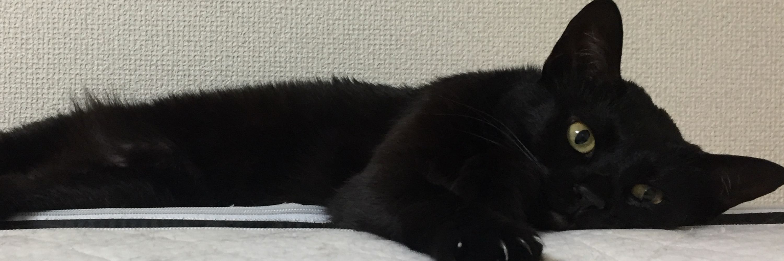 柚