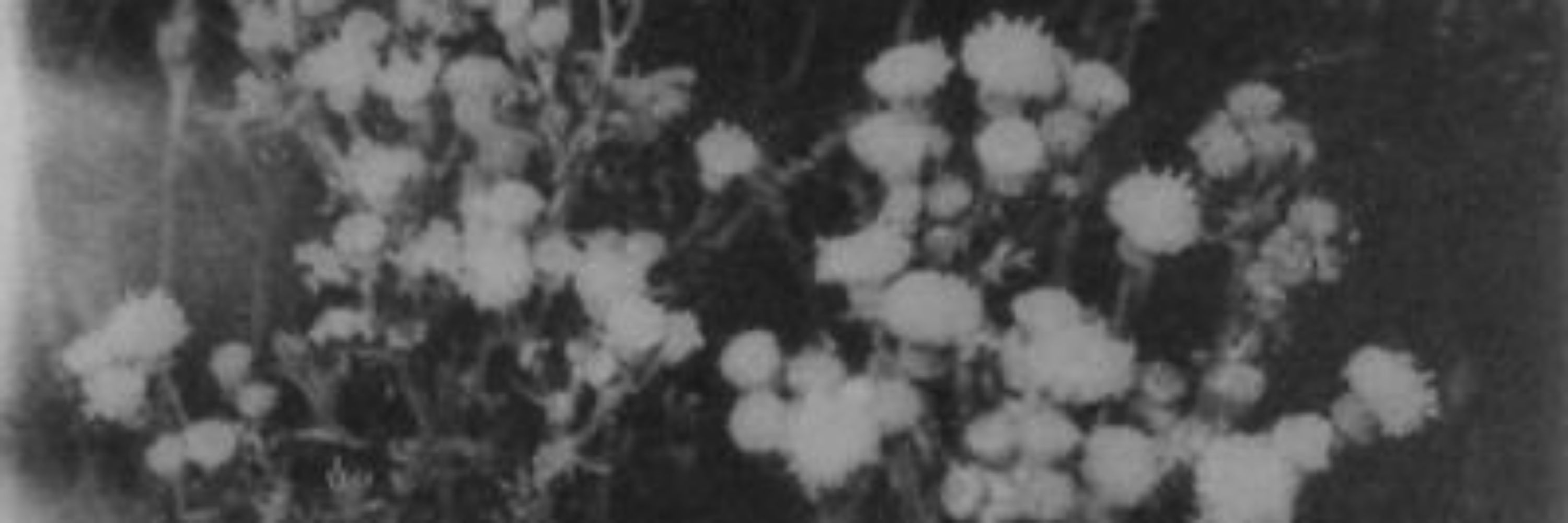 Astry