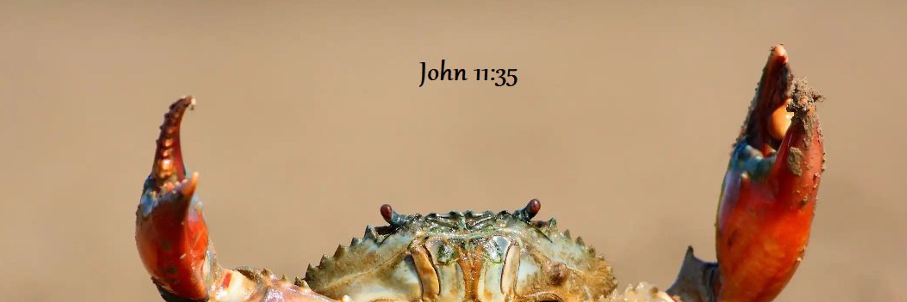The Real Logus
