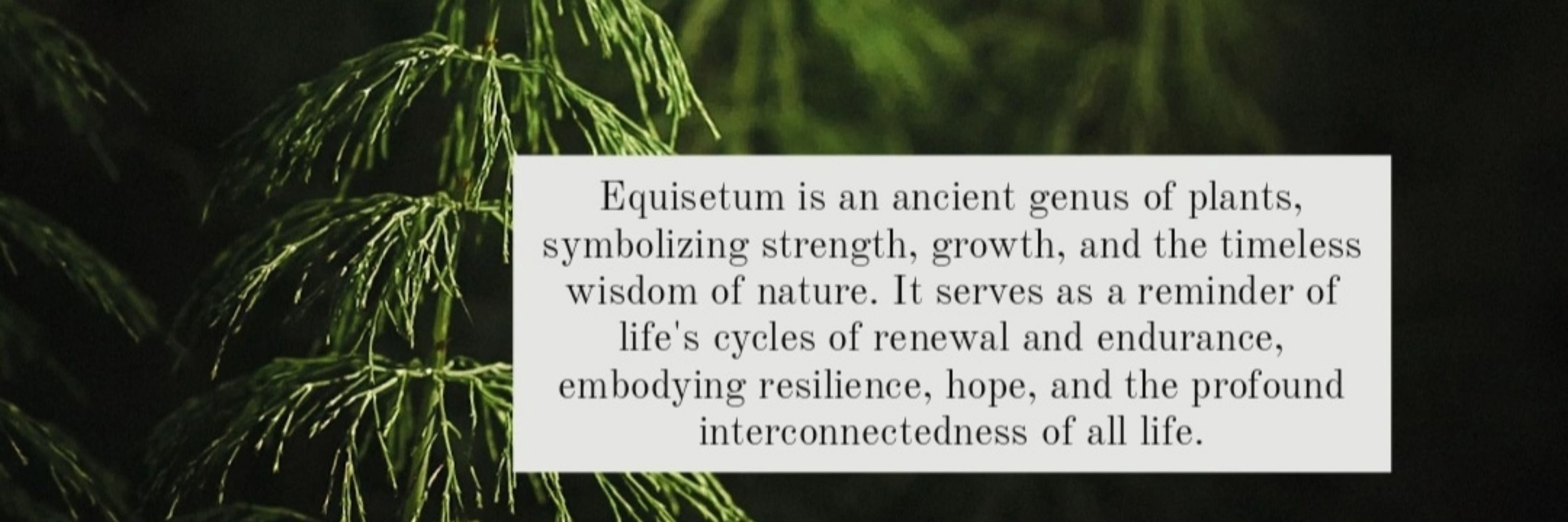 maria/equisetum