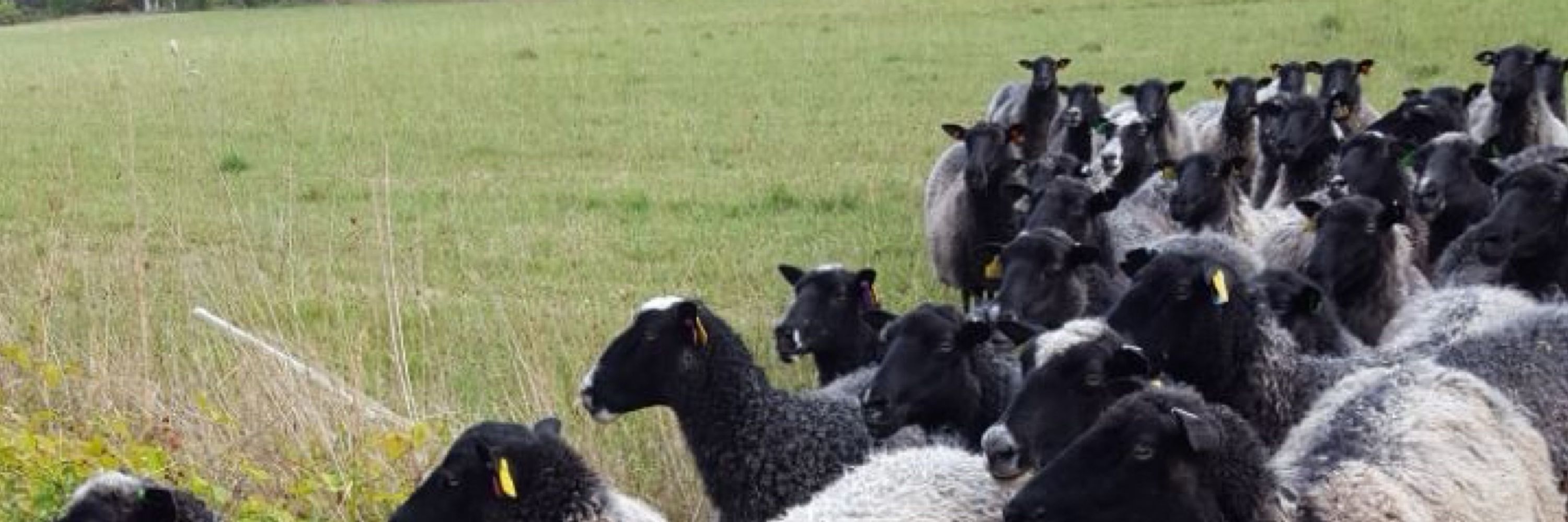 ShauneeSheep