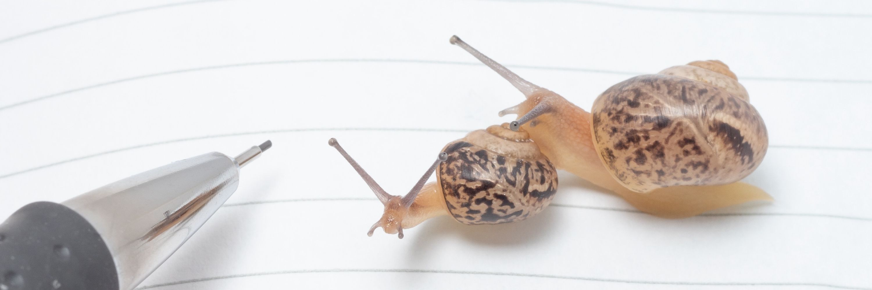 SNAILS