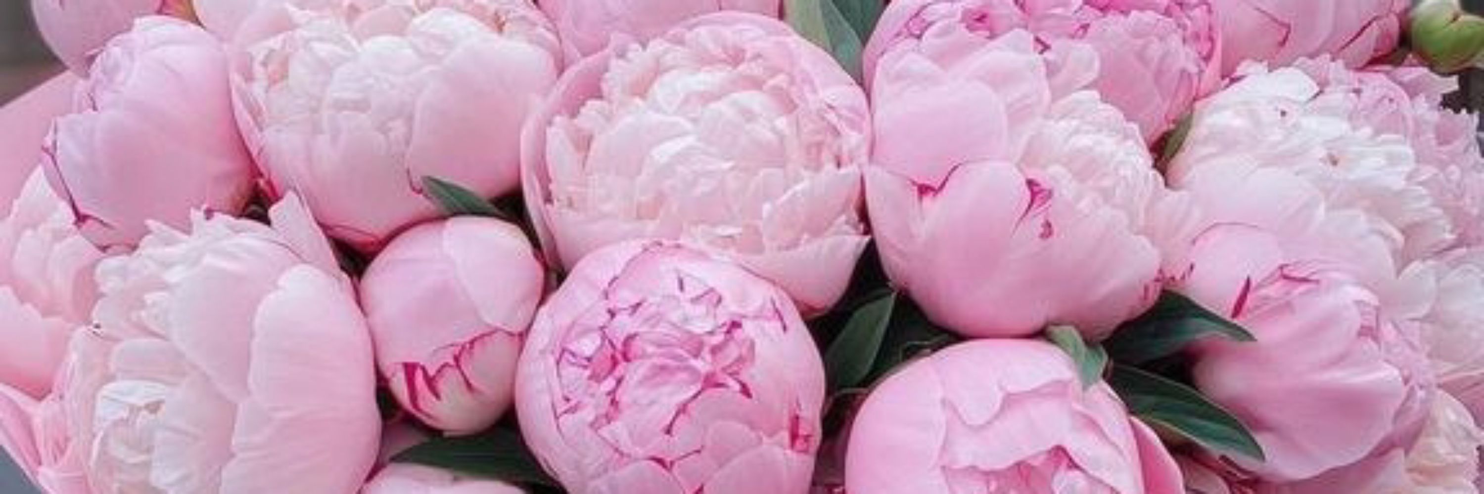 🇵🇸💐🌦️🌷Coral🌷🌦️💐🇵🇸